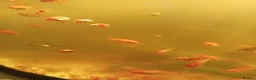 Goldfish fish for sale: Goldfish from 2 months - 8 months  in Dunstable - Advert 3