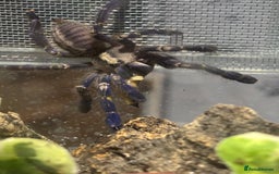 Tarantulas invertebrates for sale: Gooty sapphire ornamental (F) with enclosure  - Advert 1