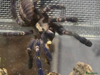 Tarantulas invertebrates for sale: Gooty sapphire ornamental (F) with enclosure - Advert 1