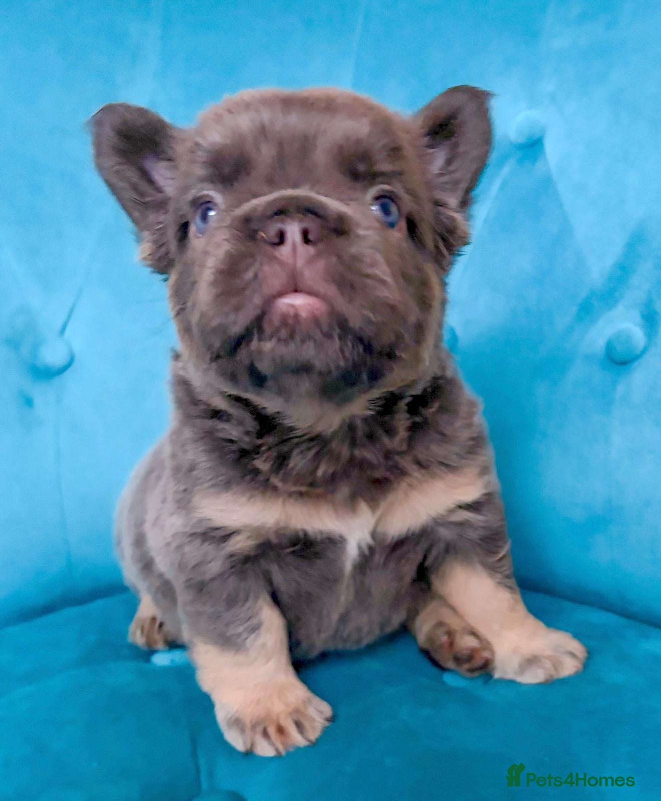 French Bulldog dogs for sale: 🐻READY NOW Lilac🐻 - Advert 1