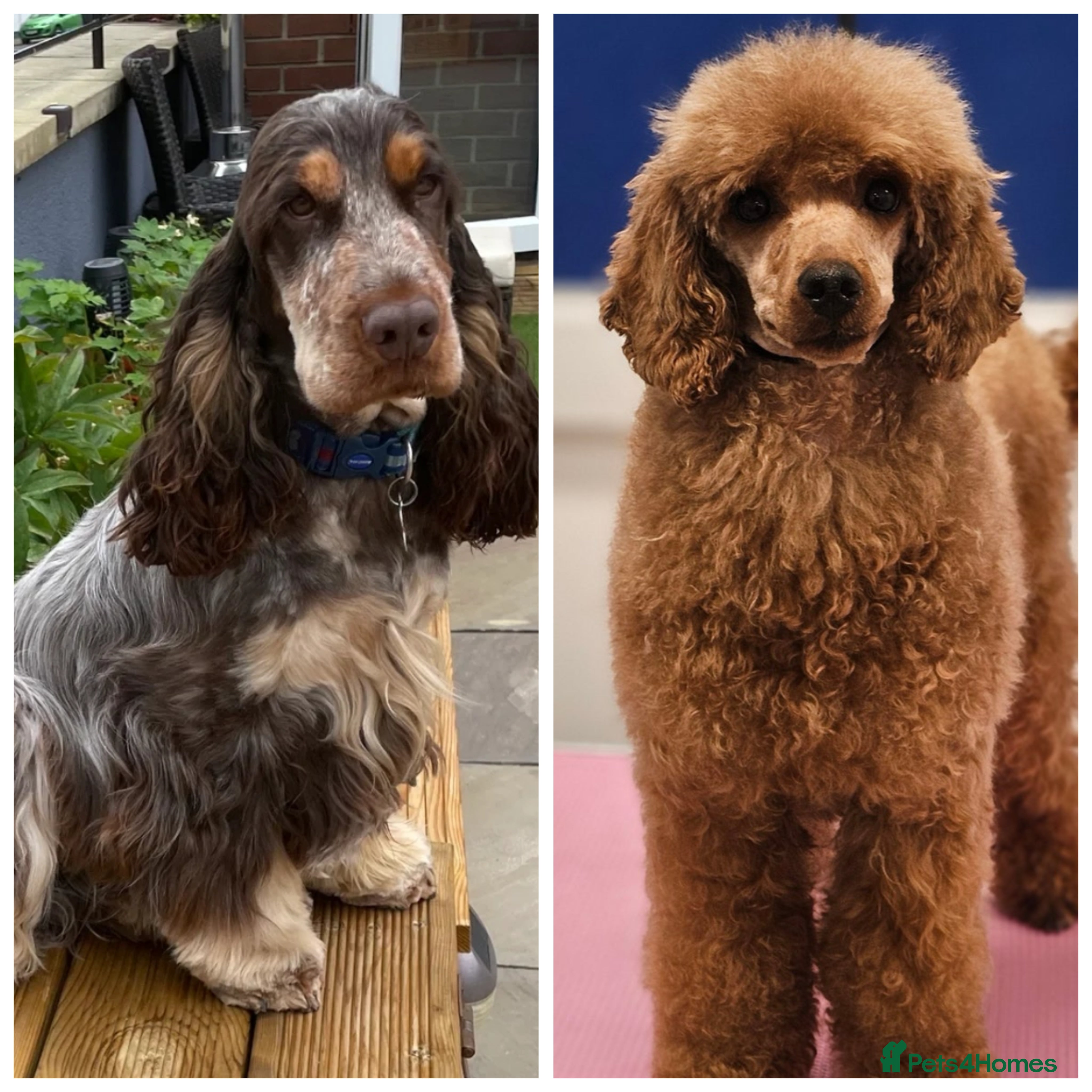 Cockapoo dogs Show cockapoo litter due next week ! - Advert 7