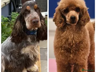 Cockapoo dogs Show cockapoo litter due next week ! - Advert 7