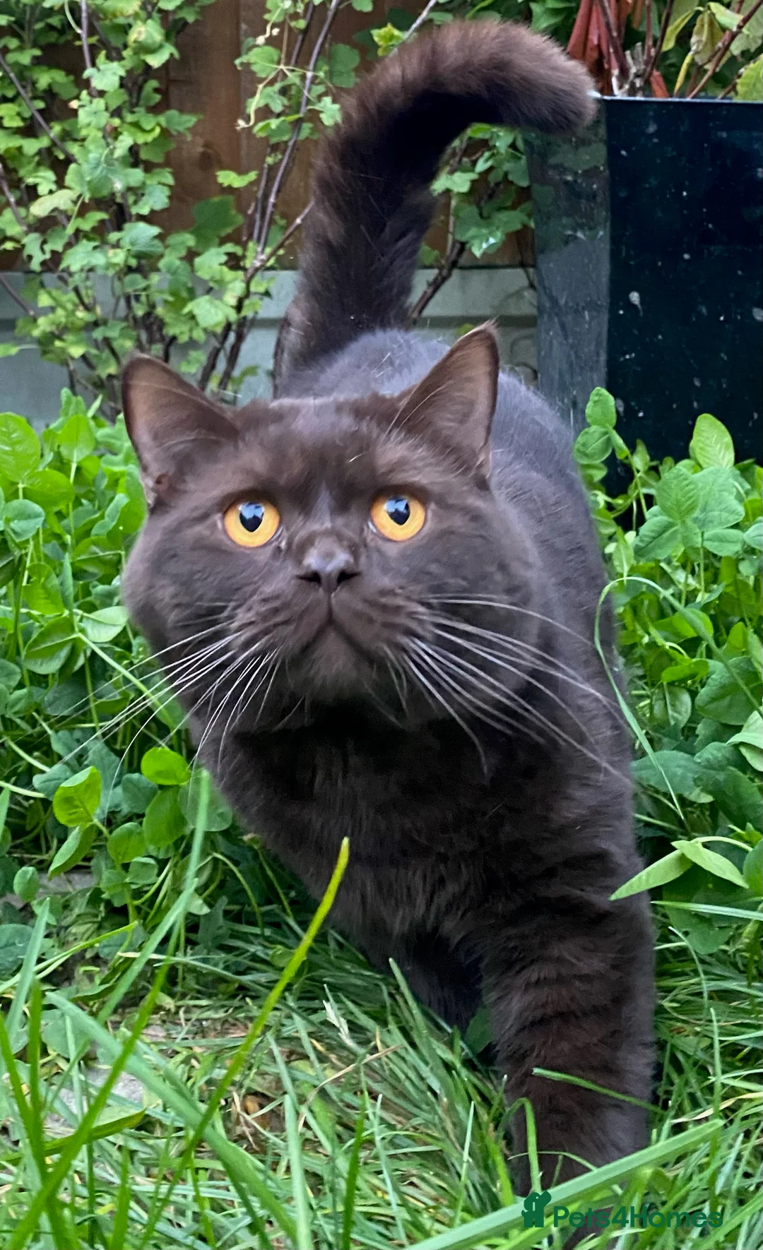 British Shorthair cats for stud: GCCF British Shorthair Blue&Chocolate Champions - Advert 3