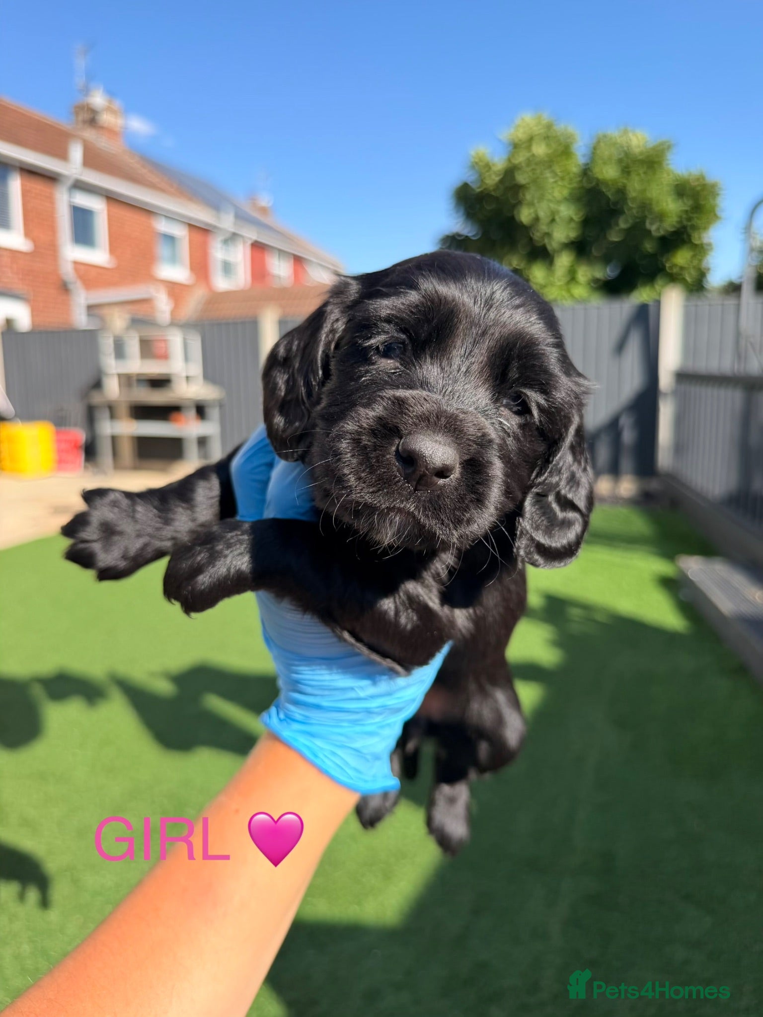 Cocker Spaniel dogs 7 BEAUTIFUL WORKING SPANIELS 🐶🐾 - Advert 1