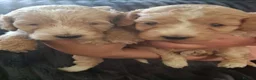 Cockapoo dogs for sale: F1 Cockerpoos  in Telford - Advert 10