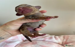 Miniature Dachshund dogs for sale: Miniture dashaund puppies long haired and dapple - Image 2