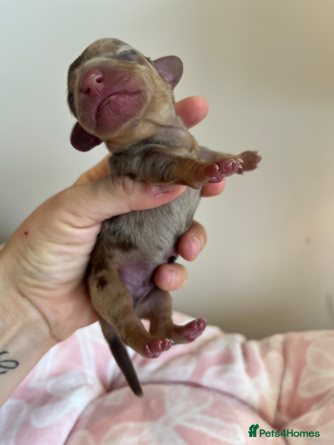 Miniature Dachshund dogs for sale: Miniture dashaund puppies long haired and dapple - Image 2