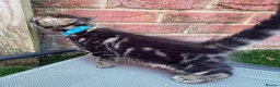 Bengal cats for sale: Bengal X Maine Coon Kittens  in Lyme Regis - Advert 21