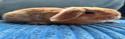 Mini Lop rabbits for sale: 🦋Pure Breed Mini plush lop 🦋 in Halstead - Advert 25