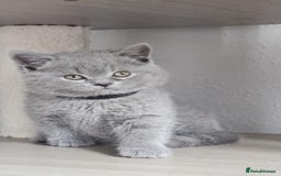 British Longhair cats for sale: GCCF Longhair Show Quality Champion! - Image 10