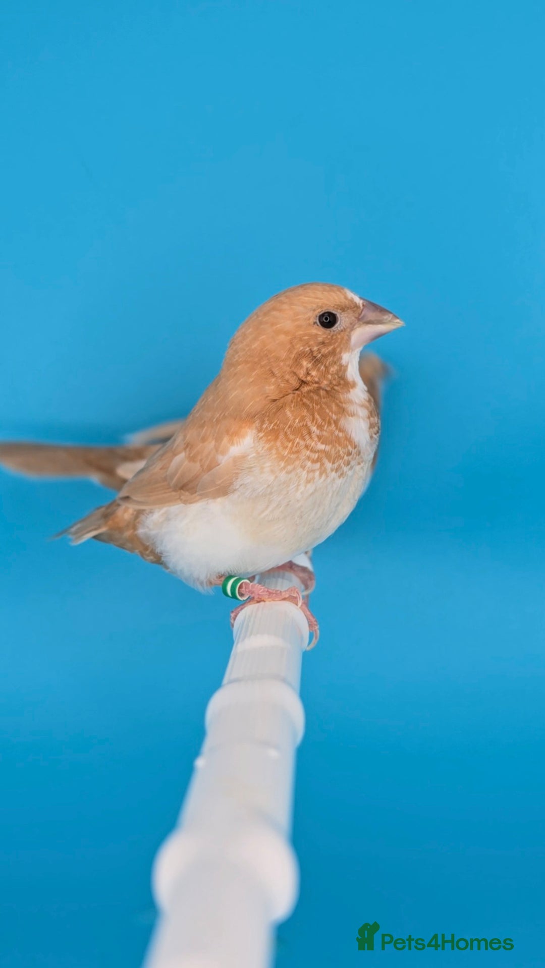 Finches birds for sale: Bengalese finches  - Advert 3