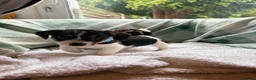 Jack Russell dogs for sale: Beautiful little jackrustle - Advert 8