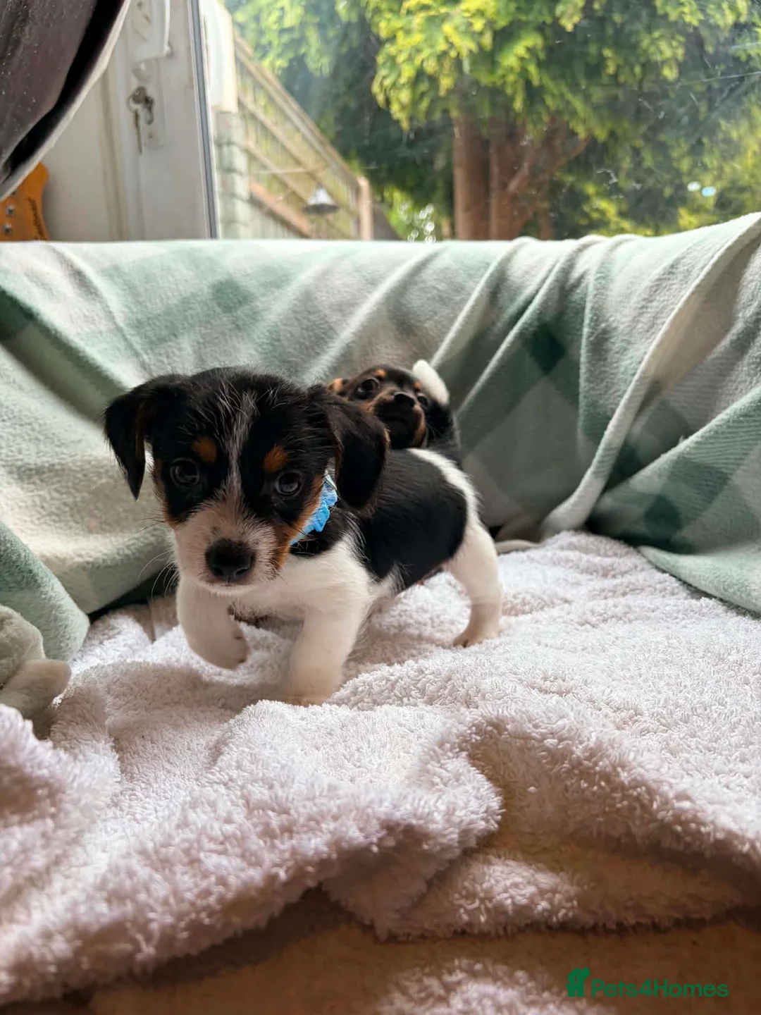 Jack Russell dogs for sale: Beautiful little jackrustle - Advert 8