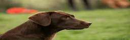 Labrador Retriever dogs for sale: Superb Fully health tested yellows  - Advert 2