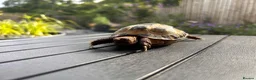 Tortoise reptiles for sale: Male? Horsfield Tortoise & Indoor set up Paid £350 - Advert 1