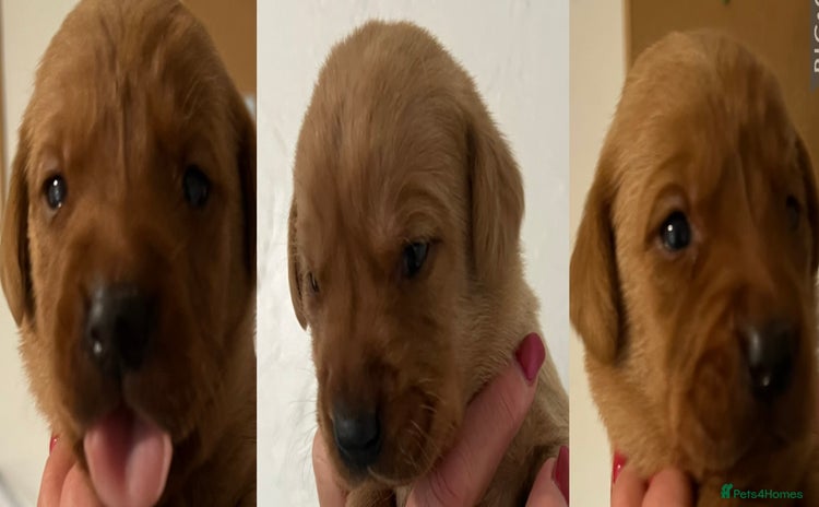 Labrador Retriever dogs - Advert 2