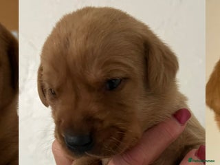 Labrador Retriever dogs - Advert 12