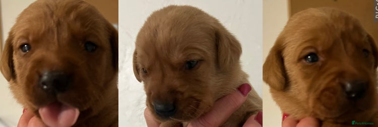Labrador Retriever dogs - Advert 4