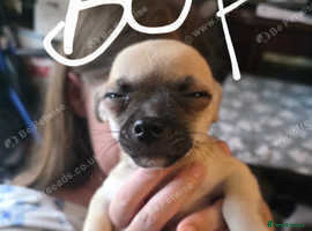 Mixed Breed dogs for sale: Chihuahua x Pug puppies  - Image 3