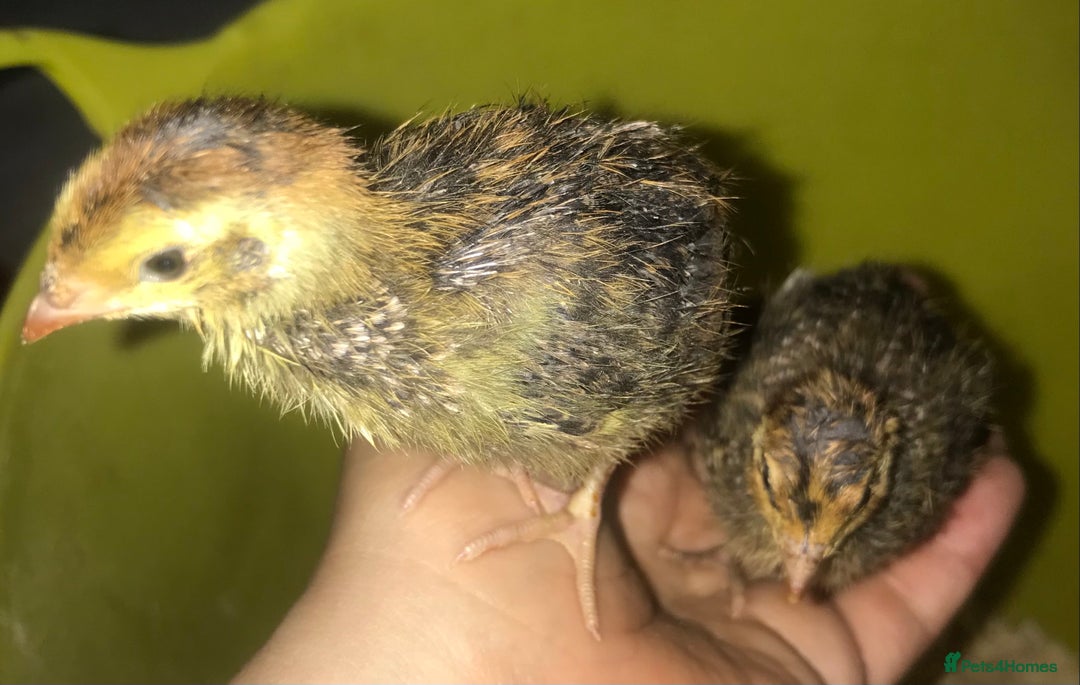 Quail poultry for sale: JUMBO QUAIL CHICKS & SEXED JUMBOS ! - Image 13