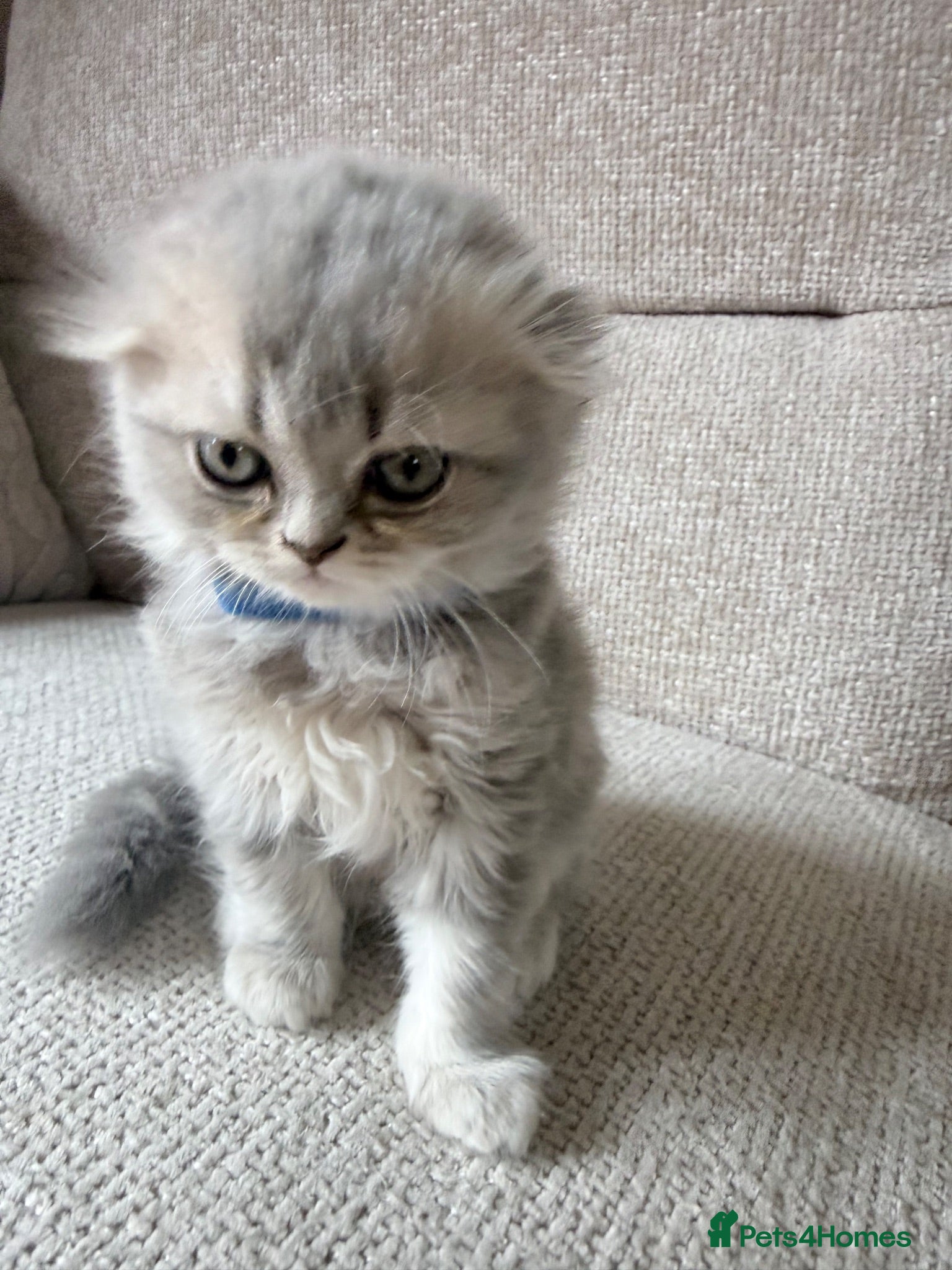 Scottish Fold cats Beautiful Scottish Fold Kittens 🐾 - Advert 2