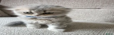 Scottish Fold Long Hair Silver Tabby Girl - Blue collar 