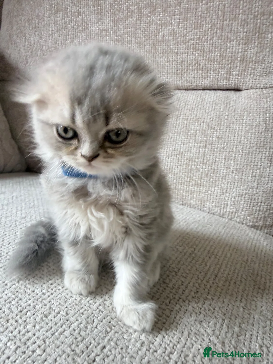 Scottish Fold cats for sale: Beautiful Scottish Fold Kittens 🐾 in Huntingdon - Advert 2