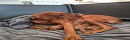 Hungarian Vizsla dogs for sale: LAST GIRL Striking Hungarian Vizsla Pup 1.6% COI in Evesham - Advert 7