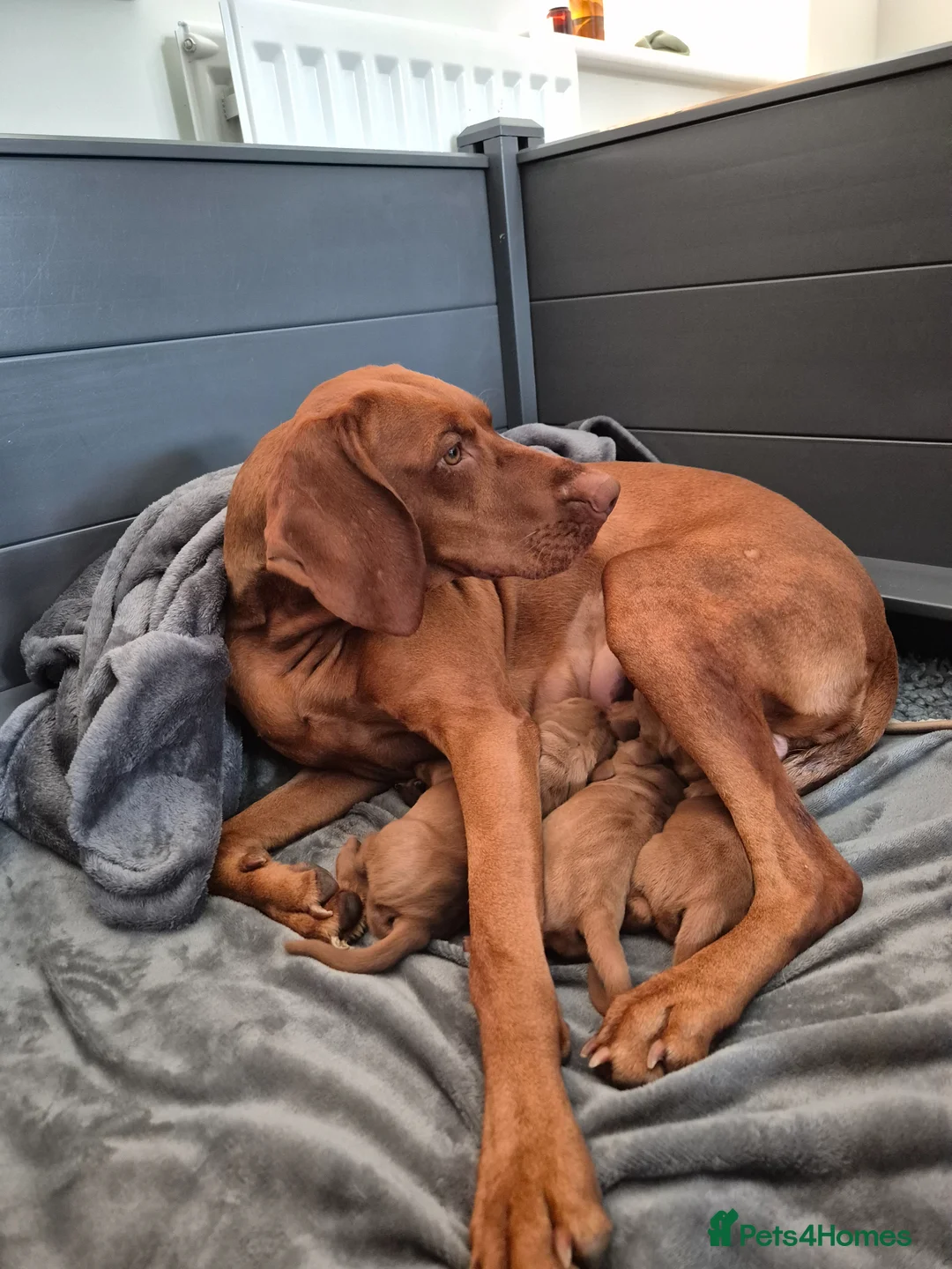 Hungarian Vizsla dogs for sale: LAST GIRL Striking Hungarian Vizsla Pup 1.6% COI in Evesham - Advert 7