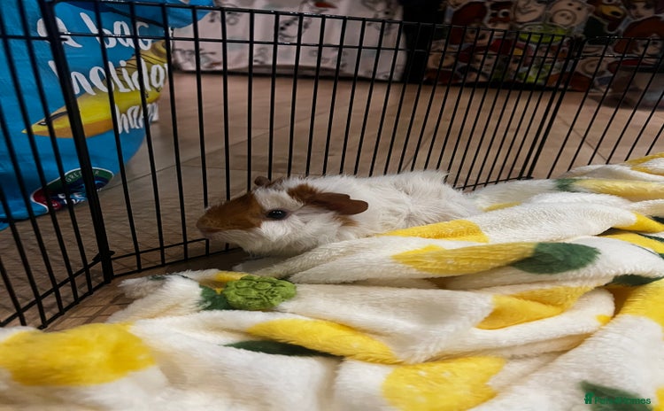 Guinea Pig rodents - Advert 1