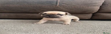 French Bulldog 2