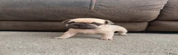 French Bulldog dogs for sale: French bull dog puppies  - Advert 10