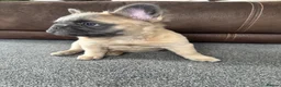 French Bulldog dogs for sale: 🐾💕 TWO GORGEOUS FLUFFY FRENCH BULLDOGS 💕🐾 - Advert 4