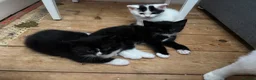 Mixed Breed cats for sale: Kittens  - Advert 5