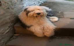Old English Sheepdog dogs for sale: Kennel Club Reg Old English Sheepdog Puppies - Image 8