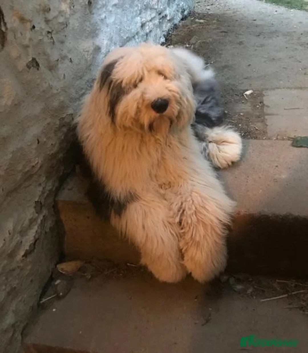 Old English Sheepdog dogs for sale: Kennel Club Reg Old English Sheepdog Puppies - Image 8