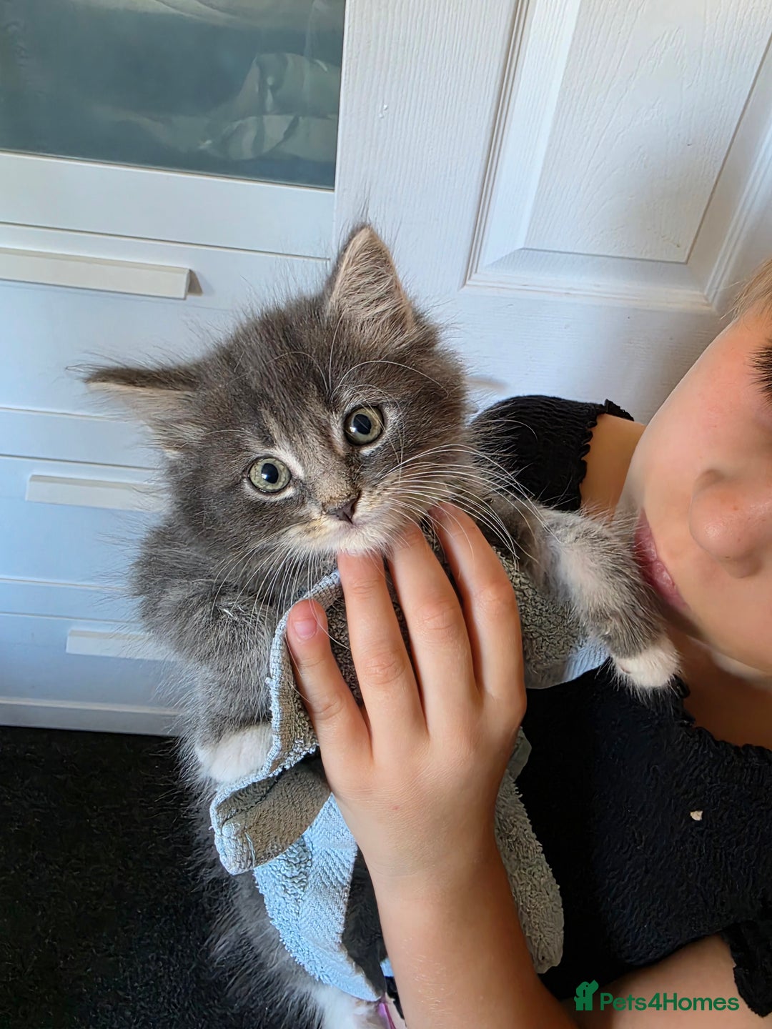 Russian Blue cats for sale: 7 Beautiful Russian blue X kittens  - Image 5