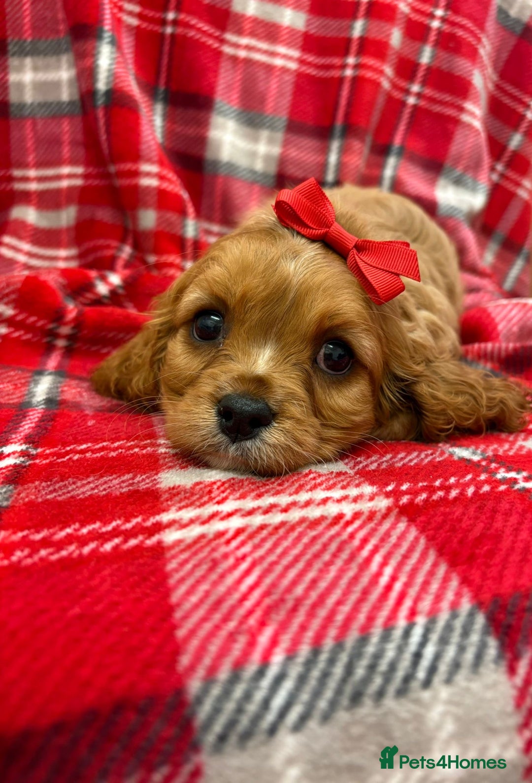 Cavalier King Charles Spaniel dogs for sale: Beautiful Cavalier King Charles babies ❤️ - Advert 8