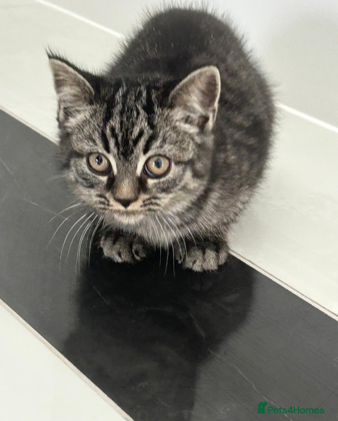 British Shorthair cats for sale: Beautiful British short hair kittens - Advert 5