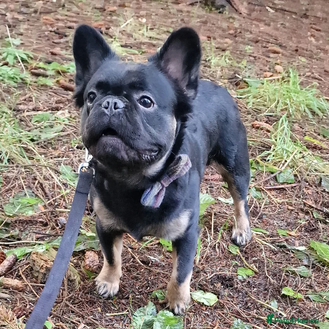 French Bulldog dogs for stud: Visual Fluffy French Bulldog Stud in Blairgowrie - Advert 3