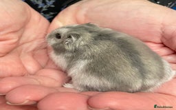Hamster rodents for sale: Baby Winter White Russian hamsters from show stock - Image 12