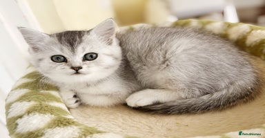 British Shorthair cats BSH silver spotted and chinchilla GSSF registered  - Advert 7