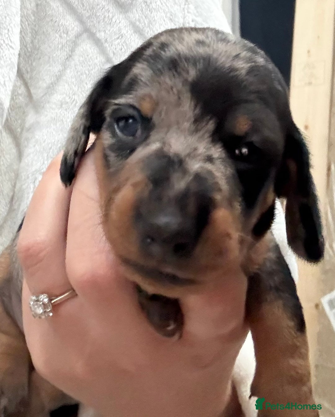 Miniature Dachshund dogs for sale: Venus is a mama to 5! - Image 19