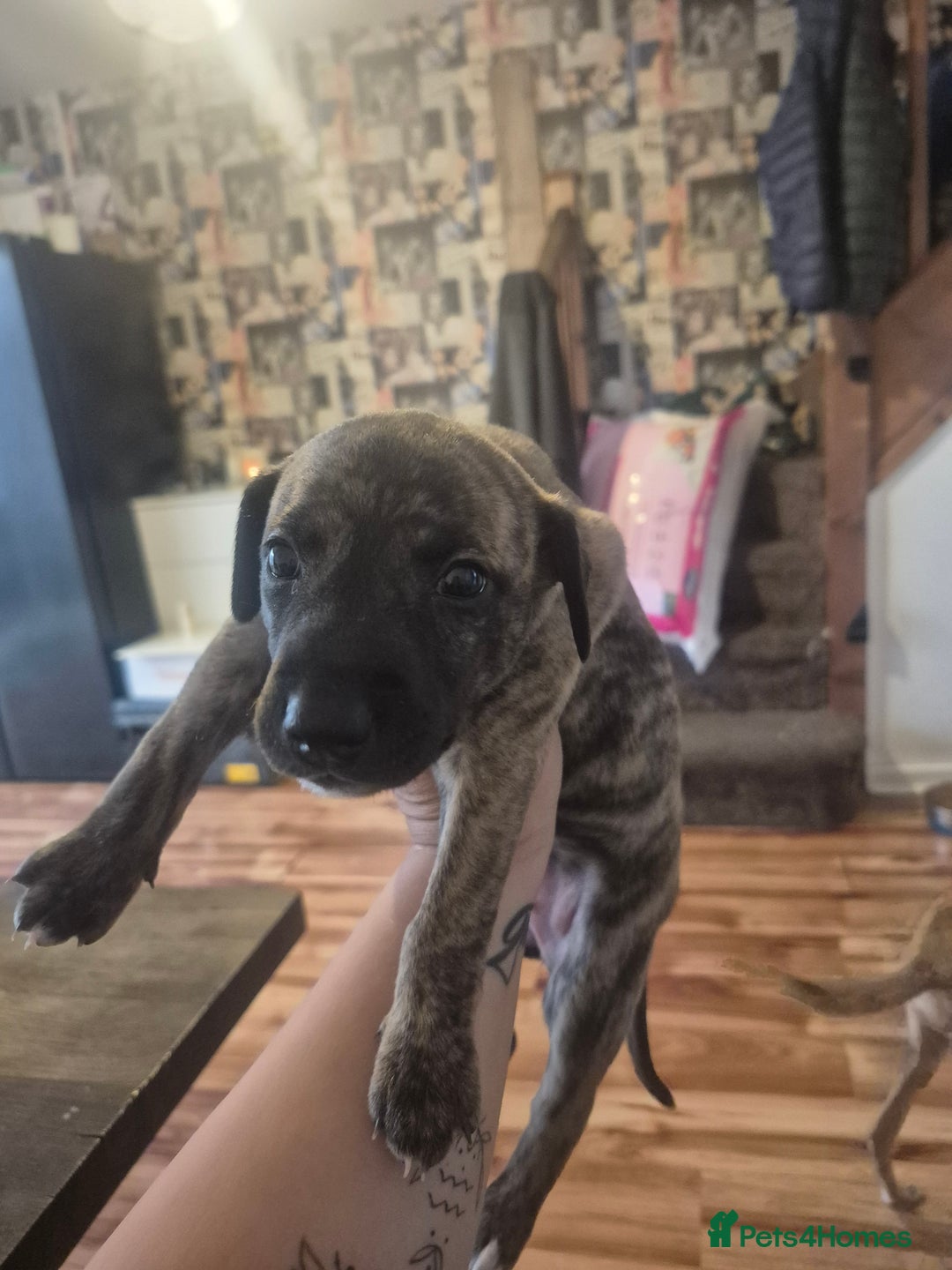 Whippet dogs for sale: Whippet puppies for sale  - Image 1