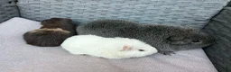 Guinea Pig rodents for sale: Bonded boars - Advert 5