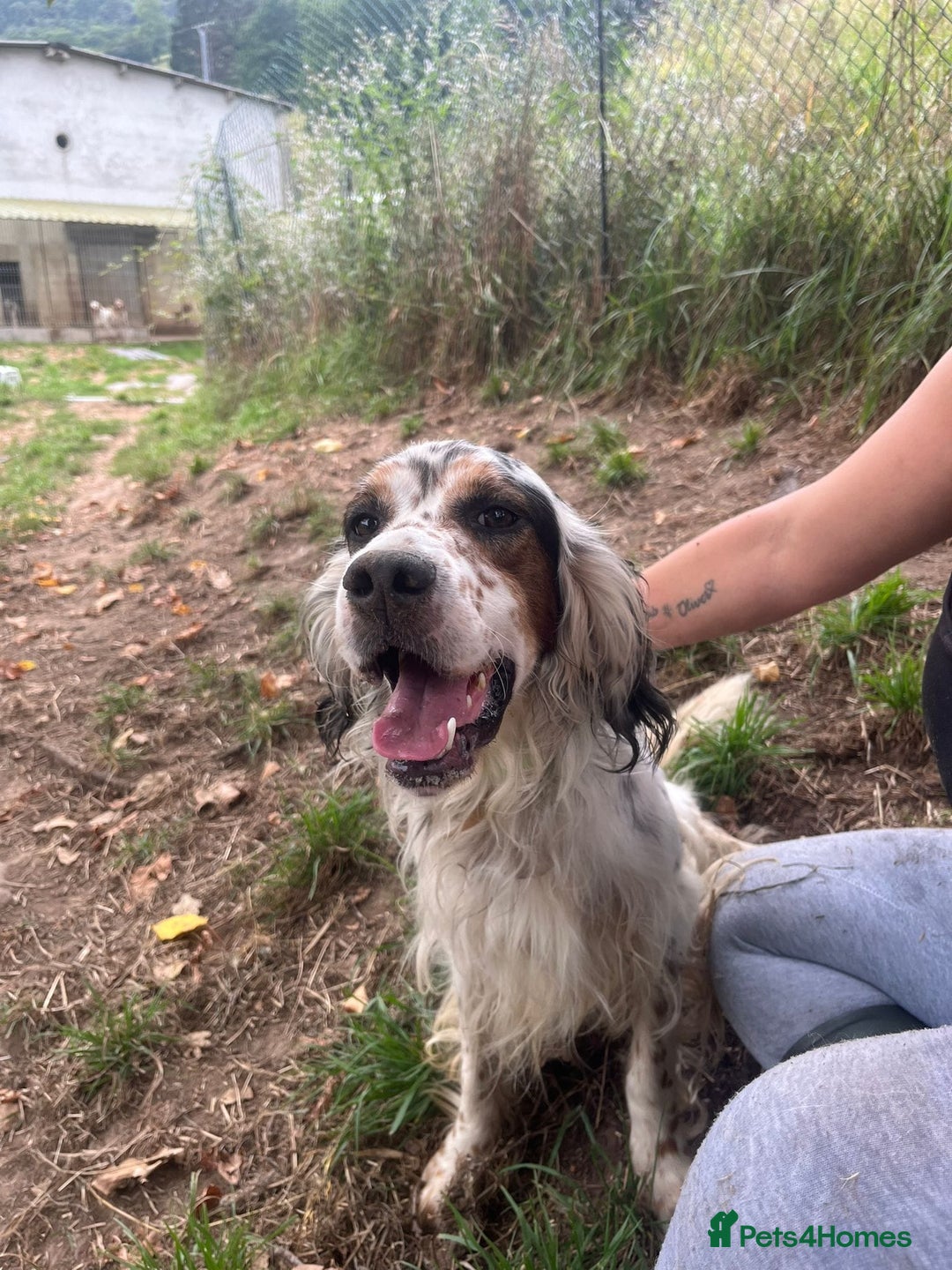 English Setter dogs for adoption: Yaco  - Image 5