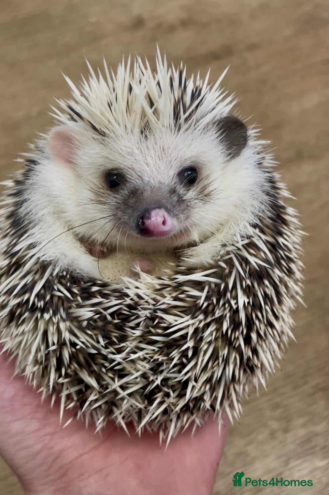 Pygmy Hedgehog rodents for sale: Beautiful Female & Male Baby Pygmy Hedgehog APH - Image 5