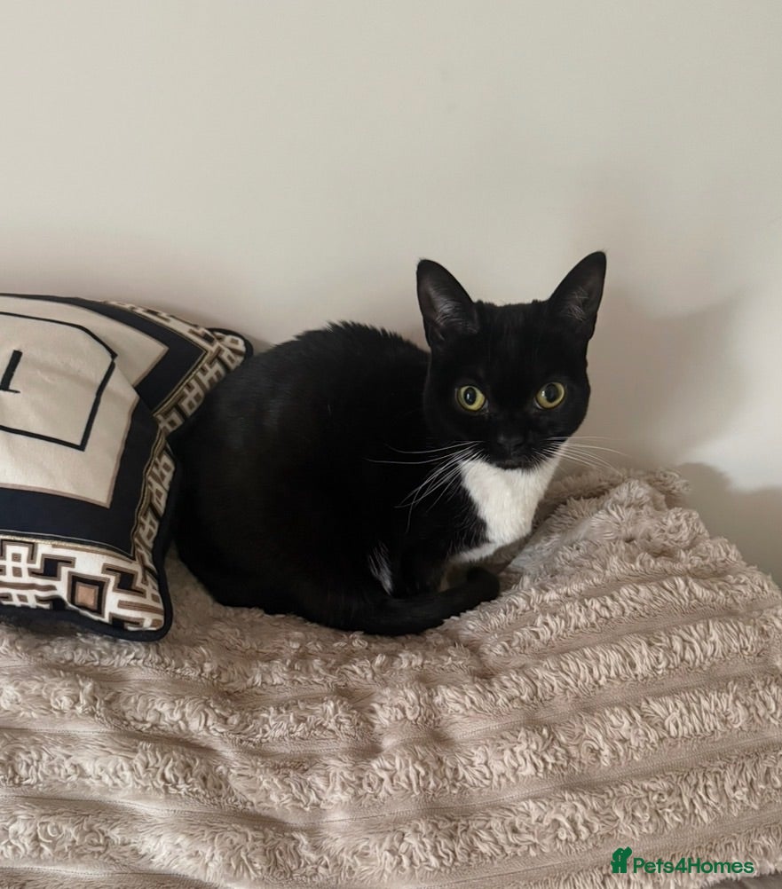 Mixed Breed cats URGENT - female for rehoming (priced to advertise) - Advert 1