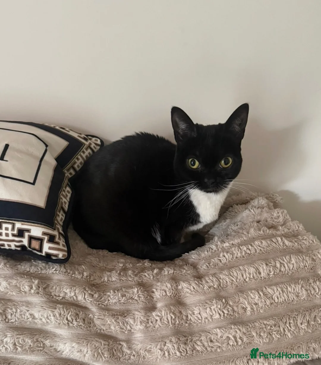 Mixed Breed cats for sale: URGENT - female for rehoming (priced to advertise) in Worksop - Advert 1