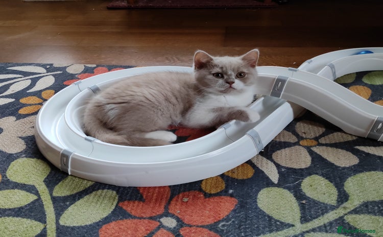 British Shorthair cats in London - Advert 10